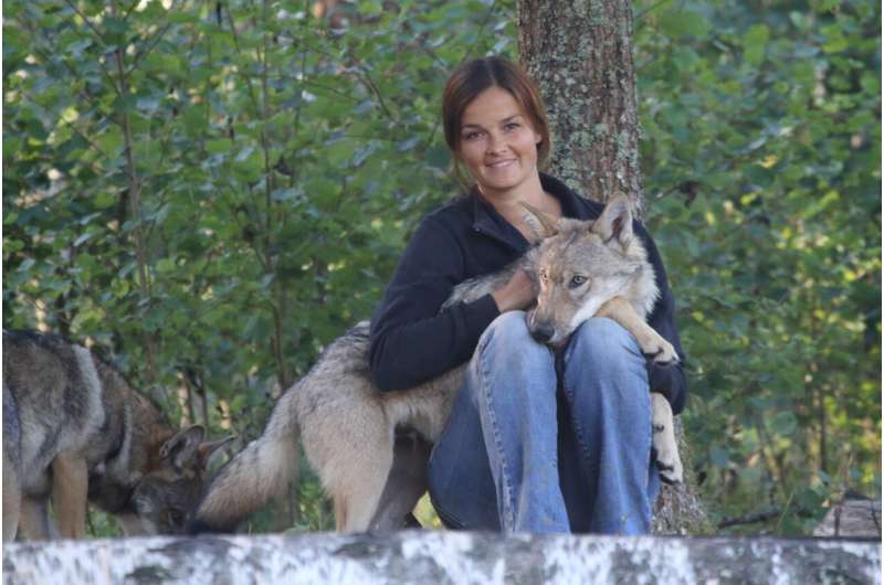 Scientists find that wolves can show attachment toward humans