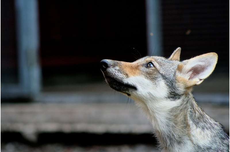 Scientists find that wolves can show attachment toward humans