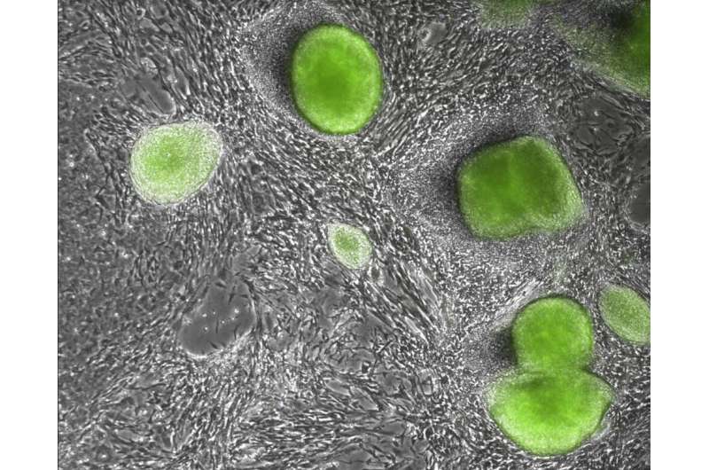 Scientists find the most primitive blueprint for embryo cell creation