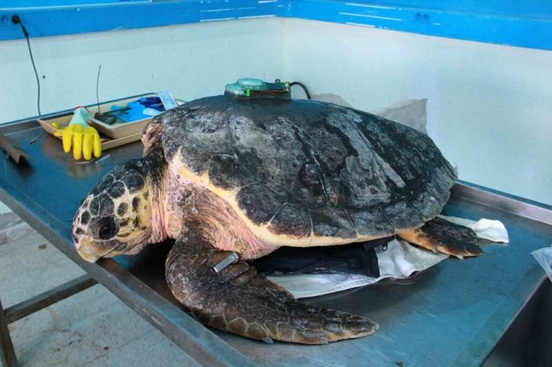 Scientists glued a tracking monitor to one of the turtle's shells