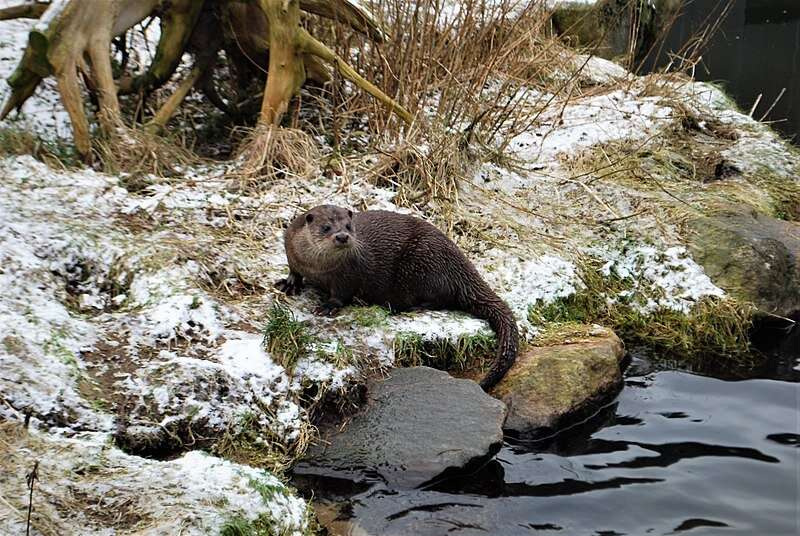 Scientists grow concerned for the genetic health of otters in the UK