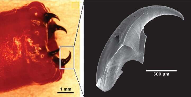 Scientists have discovered how bloodworms make their unique copper teeth