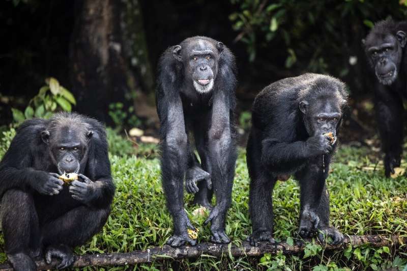 Scientists have now mapped the genome of 828 wild chimpanzees from across Africa, using novel sequencing techniques