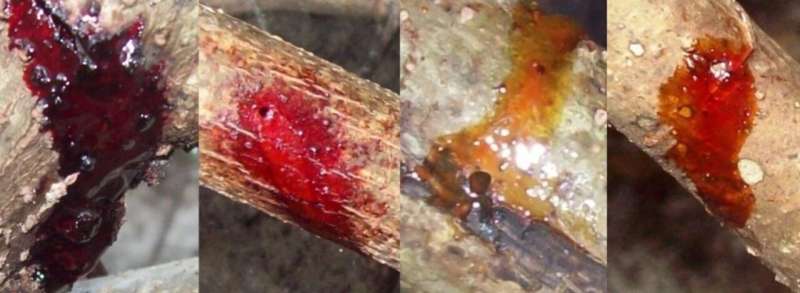 Scientists identify beetle that triggers production of red propolis in Brazil