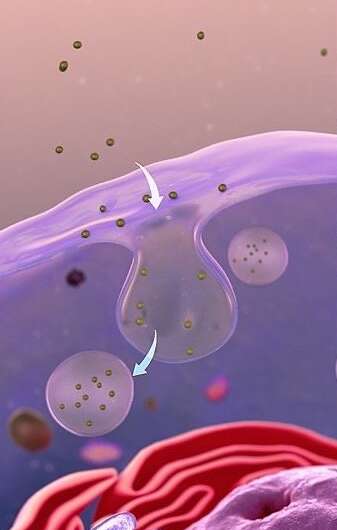 Scientists identify ‘bottleneck’ in drug delivery pathways in stem cells