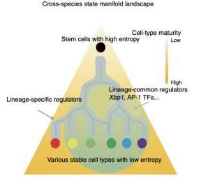 Scientists identify cell-fate regulatory programs using single-cell atlas of mouse development