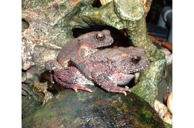Scientists identify gaps in the protection of Vietnam's amphibians