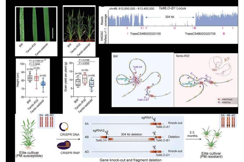 Scientists leverage multiplex genome editing to create disease-resistant wheat