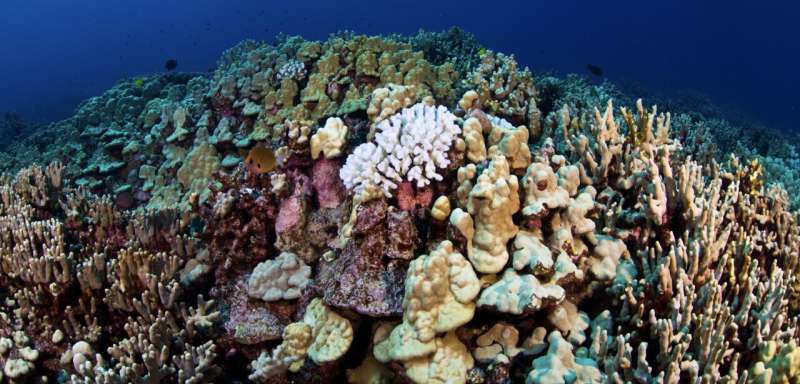 Scientists map living corals for the first time before and after marine heat wave: Winners and losers discovered