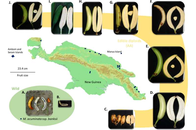 Scientists peel back ancient layers of banana DNA to reveal 'mystery ancestors'