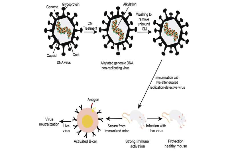 Scientists produce “DNA virus vaccine” to fight DNA viruses