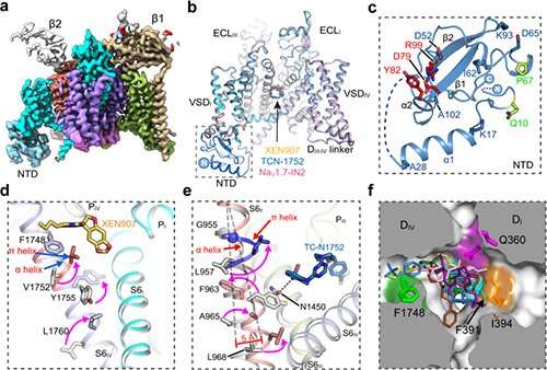 Scientists provide structural insights into NaV1.7 modulation by inhibitors