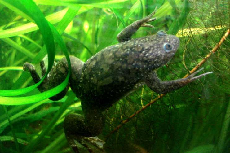 Scientists regrow frog's lost leg