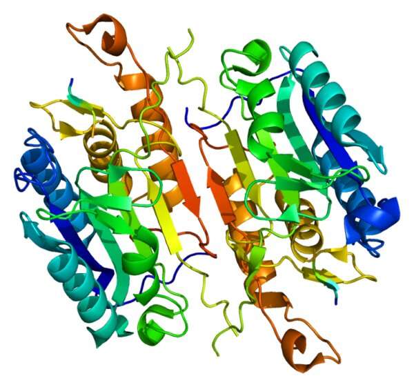 Scientists reveal function of cell death enzyme capsase-7