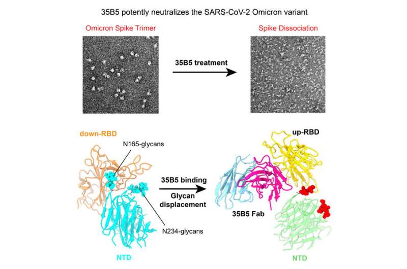 Scientists reveal how 35B5 antibody neutralizes SARS-CoV-2 Omicron
