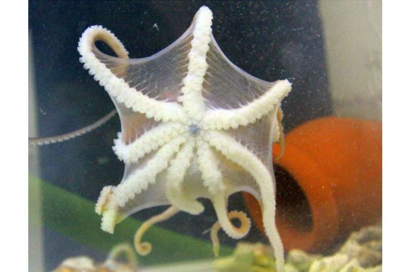 Scientists reveal the true identity of a Chinese octopus