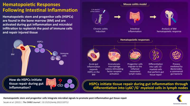 Scientists reveal the role of immune progenitor cells in the repair of inflamed intestinal tissue