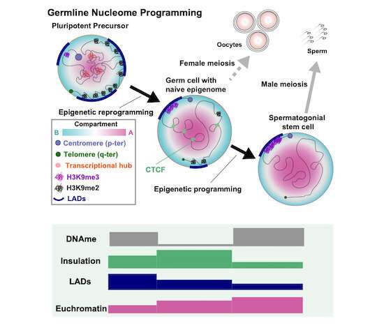 Scientists scrutinize changes in germline DNA structure that lay the groundwork for embryo development