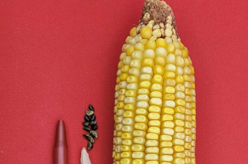 Scientists take major step in understanding domestication of corn