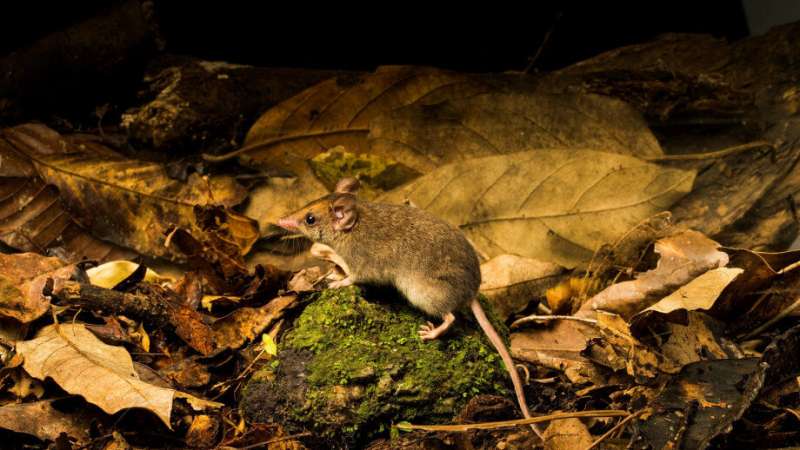 Scientists track down elusive Queensland marsupial