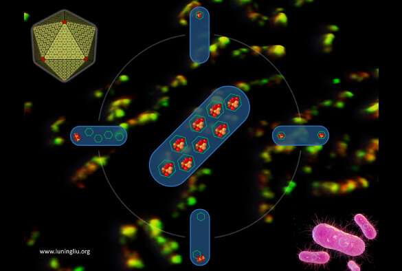 Scientists uncover clues to the generation of nanomachines in Salmonella
