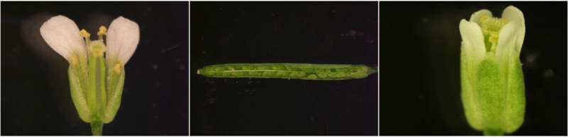 Scientists uncover the ‘romantic journey’ of plant reproduction