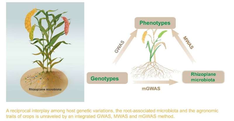 Scientists unravel millet genotype-microbiota interaction insights to enhance crop adaptability and yield