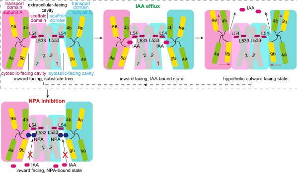 Scientists unravel molecular mechanism of PIN-mediated polar auxin transport