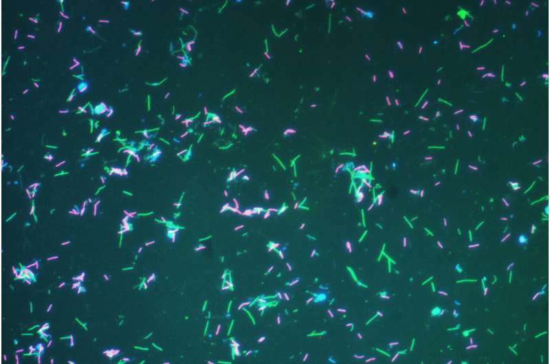 Scientists unveil new system for naming majority of the world's microorganisms