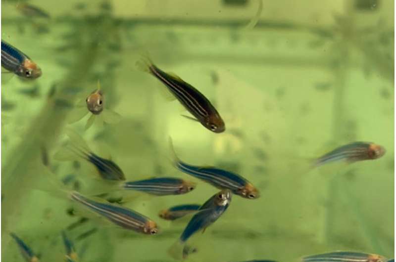 Scientists use artificial intelligence to predict which psychotropic drugs zebrafish have been exposed to
