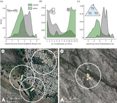Scientists use GPS to track baboon troop's movement in urban spaces for the first time