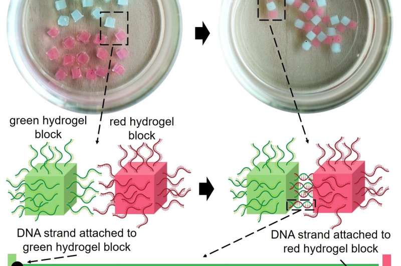 Scientists use 'sticky' DNA to build organized structures of gel blocks