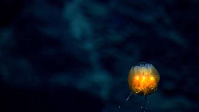 يحذر العلماء من الكثير من الأشياء المجهولة للتعدين في أعماق البحار