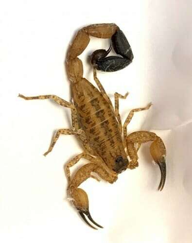 Scorpions’ venomous threat to mammals a relatively new evolutionary step