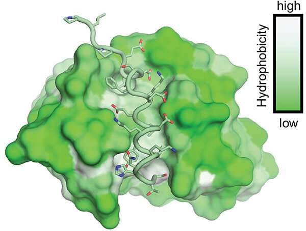 کشف تحقیقات اسکریپس می تواند واکسن گسترده ویروس کرونا را فعال کند