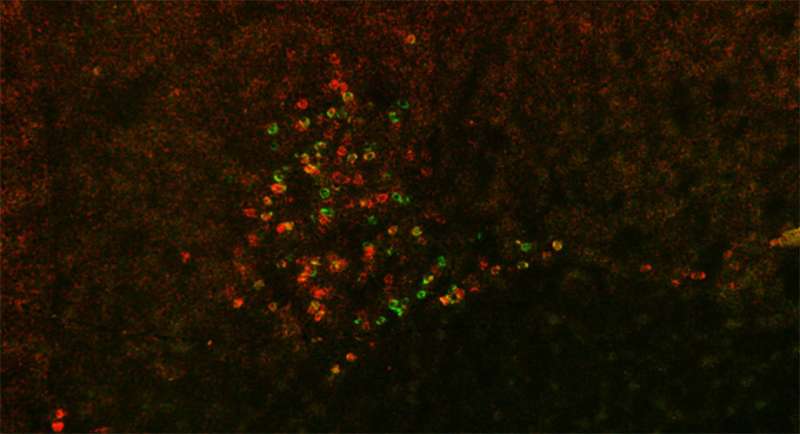 Scripps Research scientists hunt for neurons responsible for alcohol withdrawal