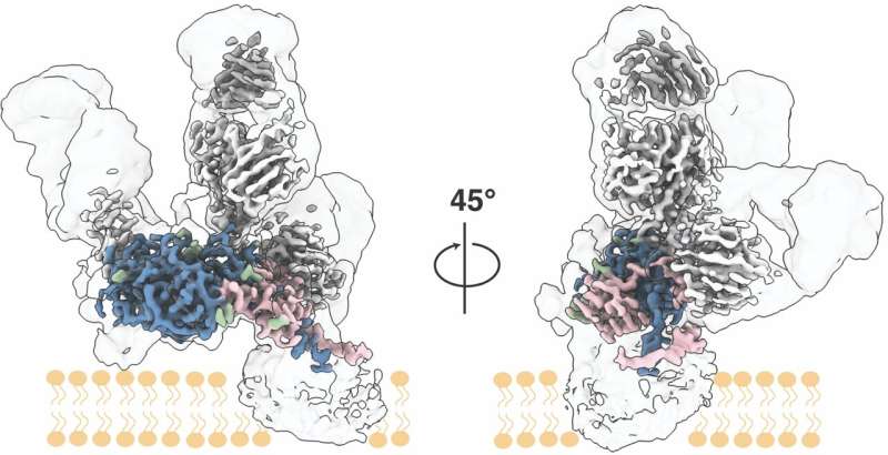 Scripps Research scientists map key protein structure of Hepatitis C virus