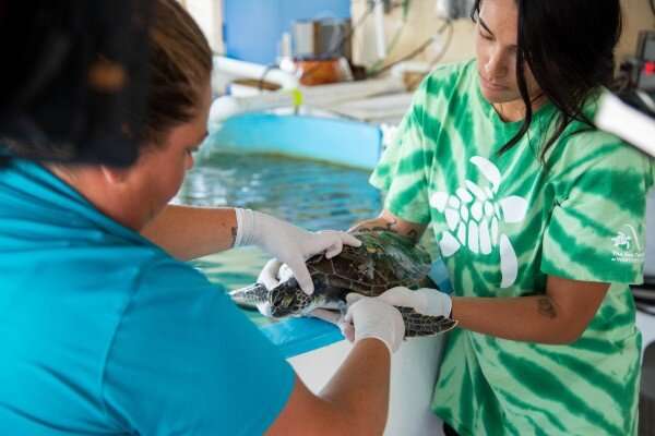 Sea turtle conservation gets boost from new DNA detection method