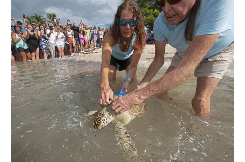 Sea turtle released in Florida to compete in Tour de Turtles