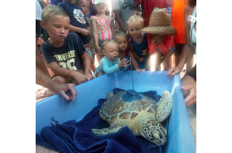 Sea turtle released in Florida to compete in Tour de Turtles
