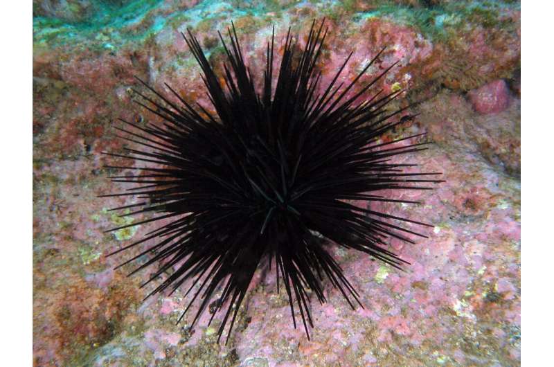 Sea urchins have invaded Tasmania and Victoria, but we can't work out what to do with them