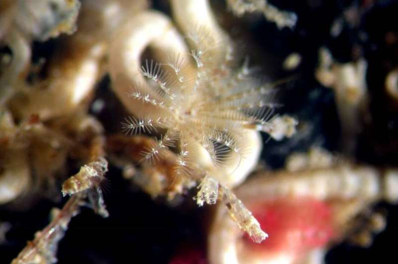 Seafloor animal cued to settle, transformed by a bacterial compound