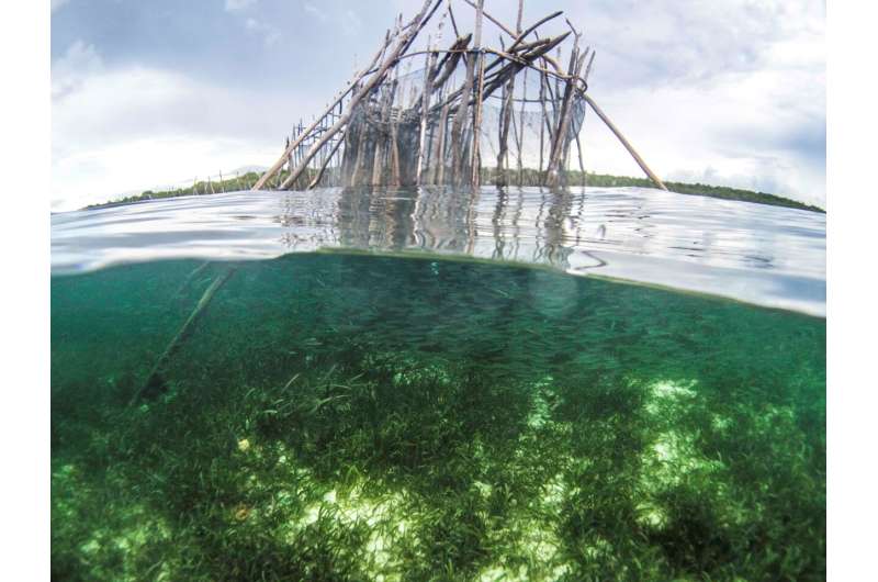 Seagrass meadows are reliable fishing grounds for food