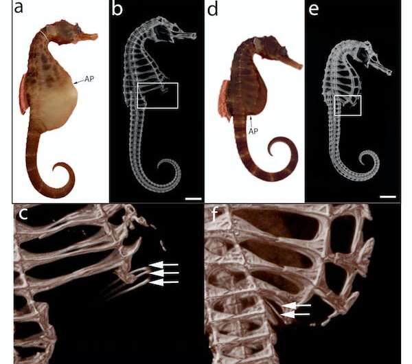 Seahorse fathers give birth in a unique way, new research shows