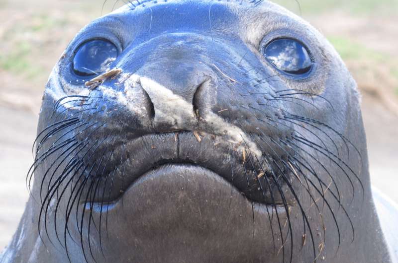 Seal whiskers, the secret weapon for hunting