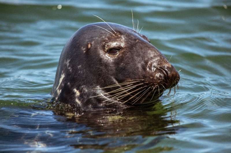 Seals are rebounding in Cape Cod -- and so too are their predators, great white sharks