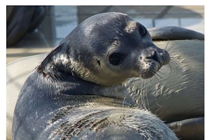 Seals have a sense of rhythm