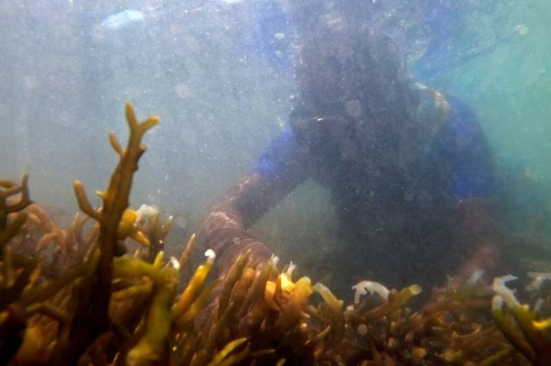 Seaweed can absorb carbon from surface ocean waters