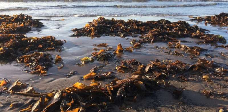 Seaweed is high in vitamins and minerals — but that's not the only reason westerners should eat more of it