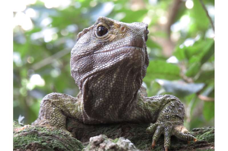 Secrets of aging revealed in largest study on longevity, aging in reptiles and amphibians